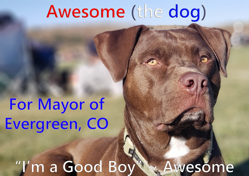 Awesome-the-dog-for-mayor