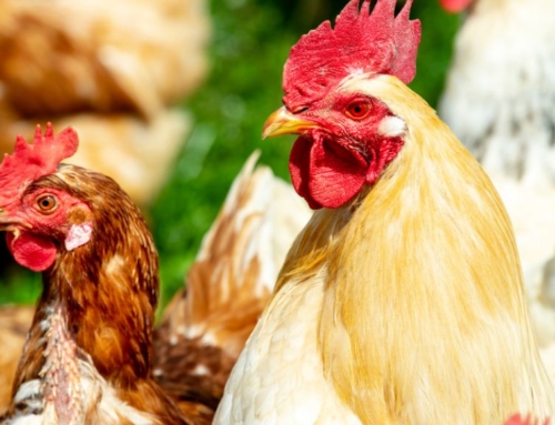 Can I Own Chickens in Jefferson County Colorado? Rules for Chicken Coops Jeffco